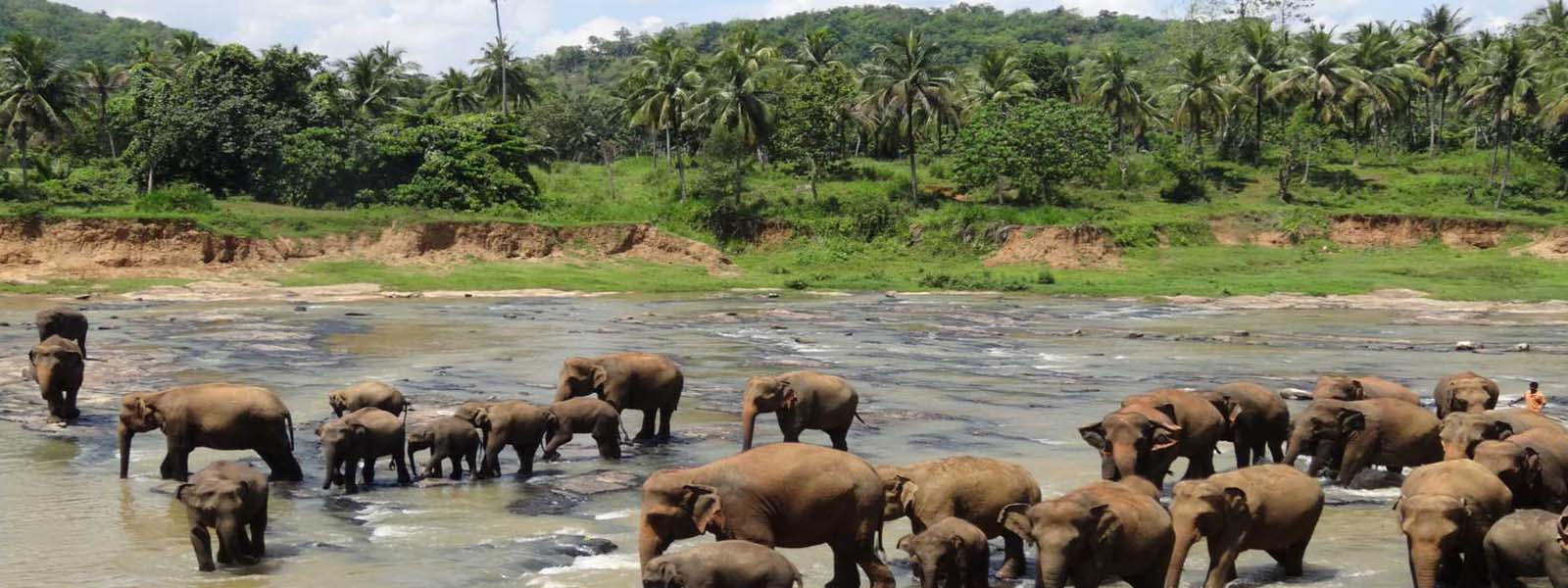 Srilanka Wildlife Tour